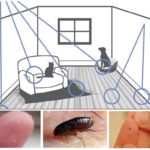 Habitat puces dans la maison