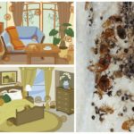 Habitats de punaises dans la maison