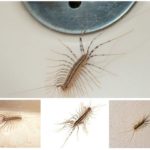 Mille-pattes