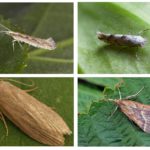 Mite à l'état sauvage