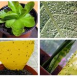 Mouches noires dans les plantes d'intérieur