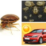 Dans la voiture dans la chaleur