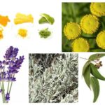 Remèdes populaires contre les mites de nourriture