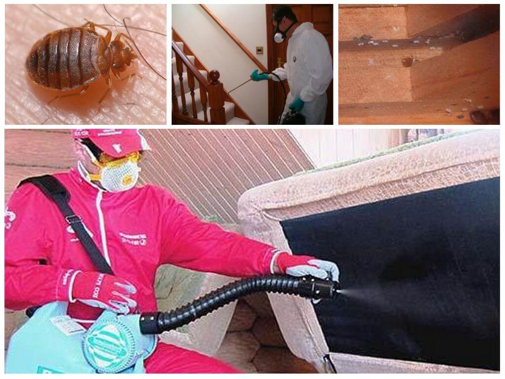 Traitement de chambre pour punaises