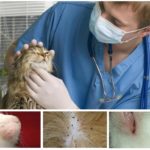Inspecter les animaux