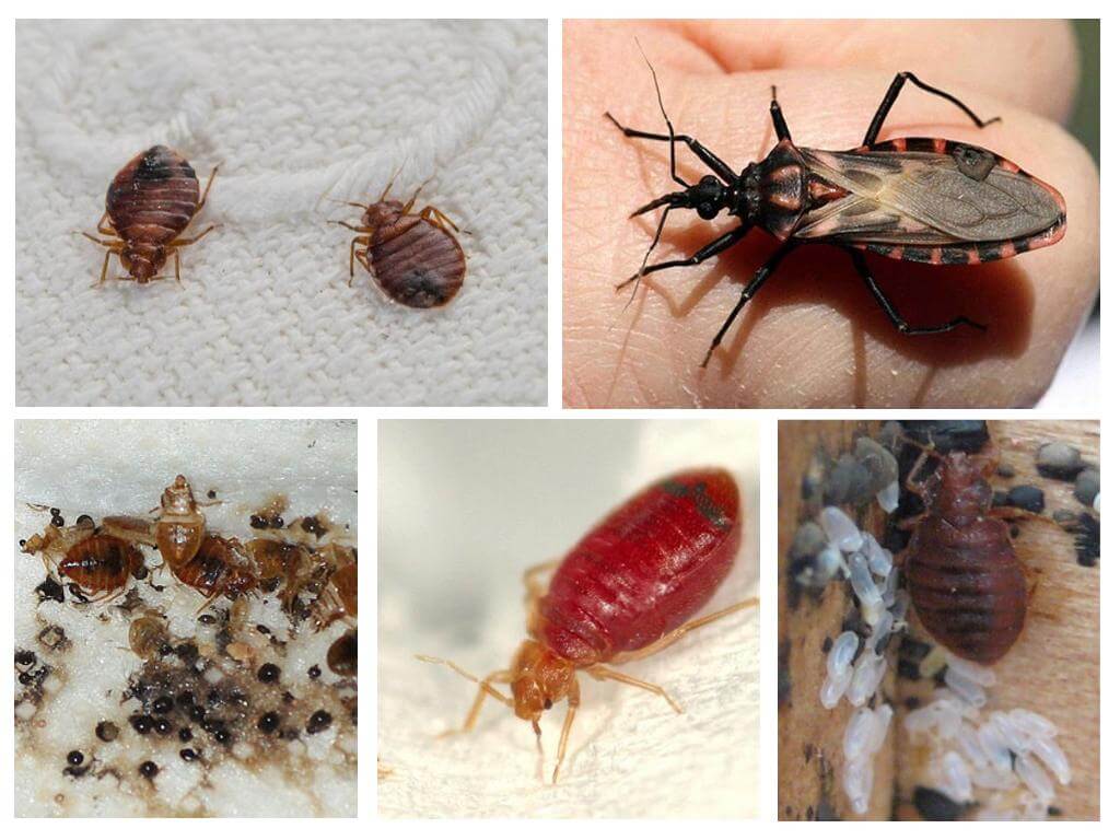Insectes parasites