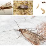 Mite alimentaire