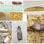 Mite alimentaire