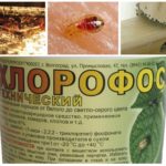 Chlorofos des punaises