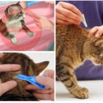 Règles de traitement des animaux