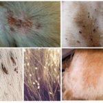 Les puces chez les chiens