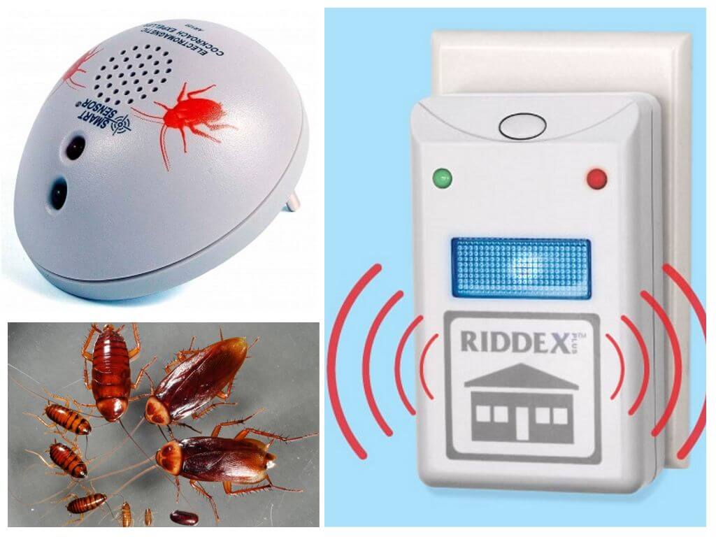 Riddex et Ar-120 de cafards