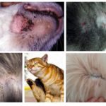Symptômes de puces chez les chats