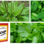 Plantain, menthe, persil et soda
