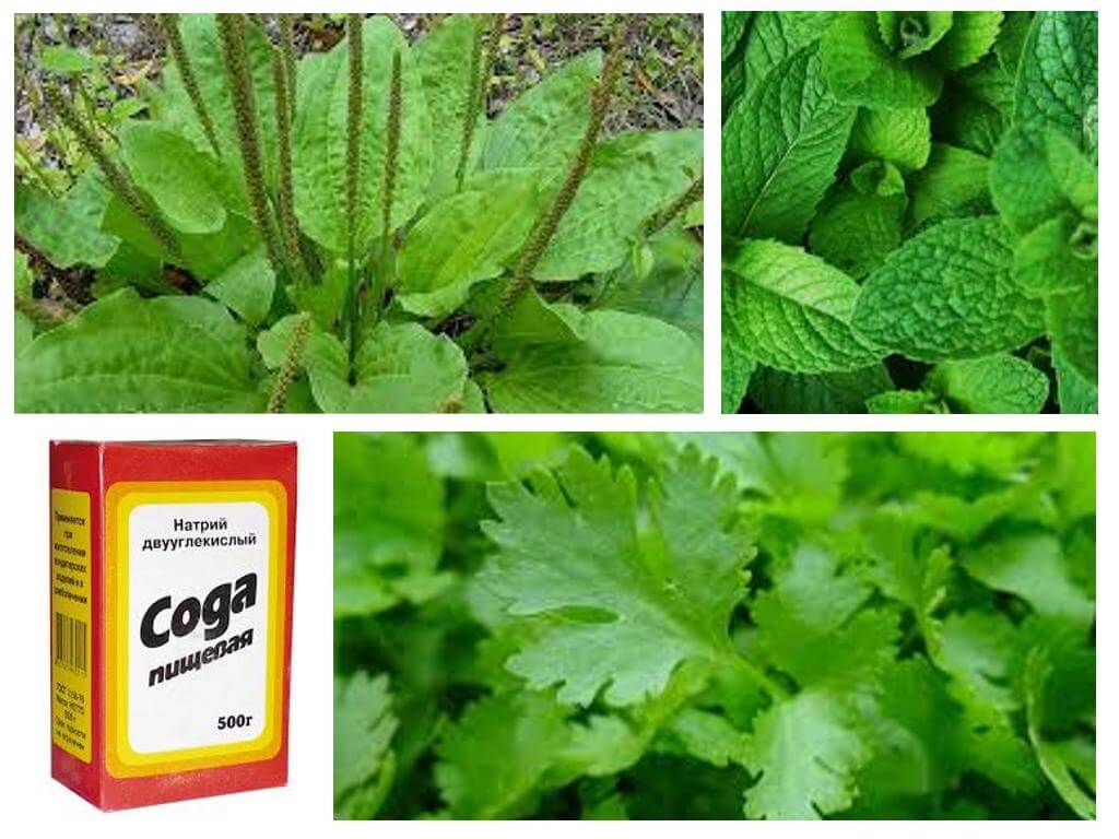 Plantain, menthe, persil et soda