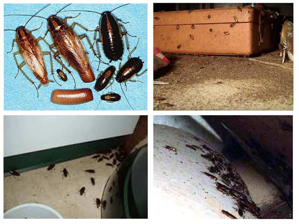 Cafards à la maison