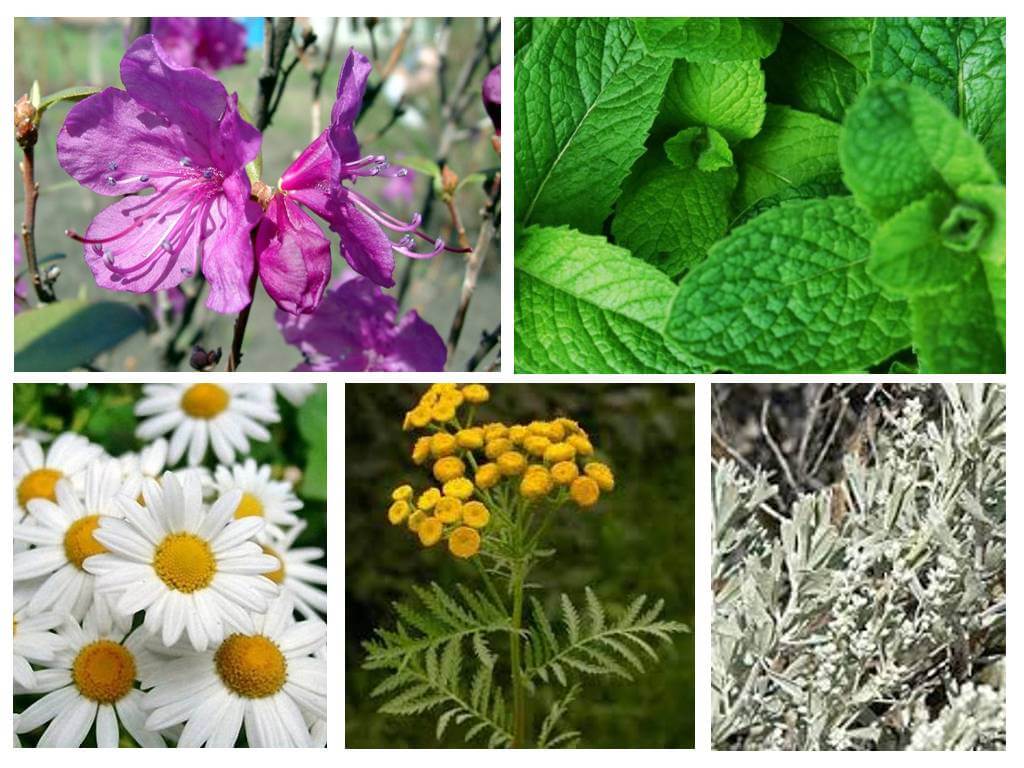 Herbe de punaises