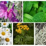 Herbe de punaises