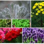 Herbes de mite