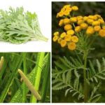 Herbe de punaises