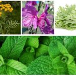 Herbe de punaises
