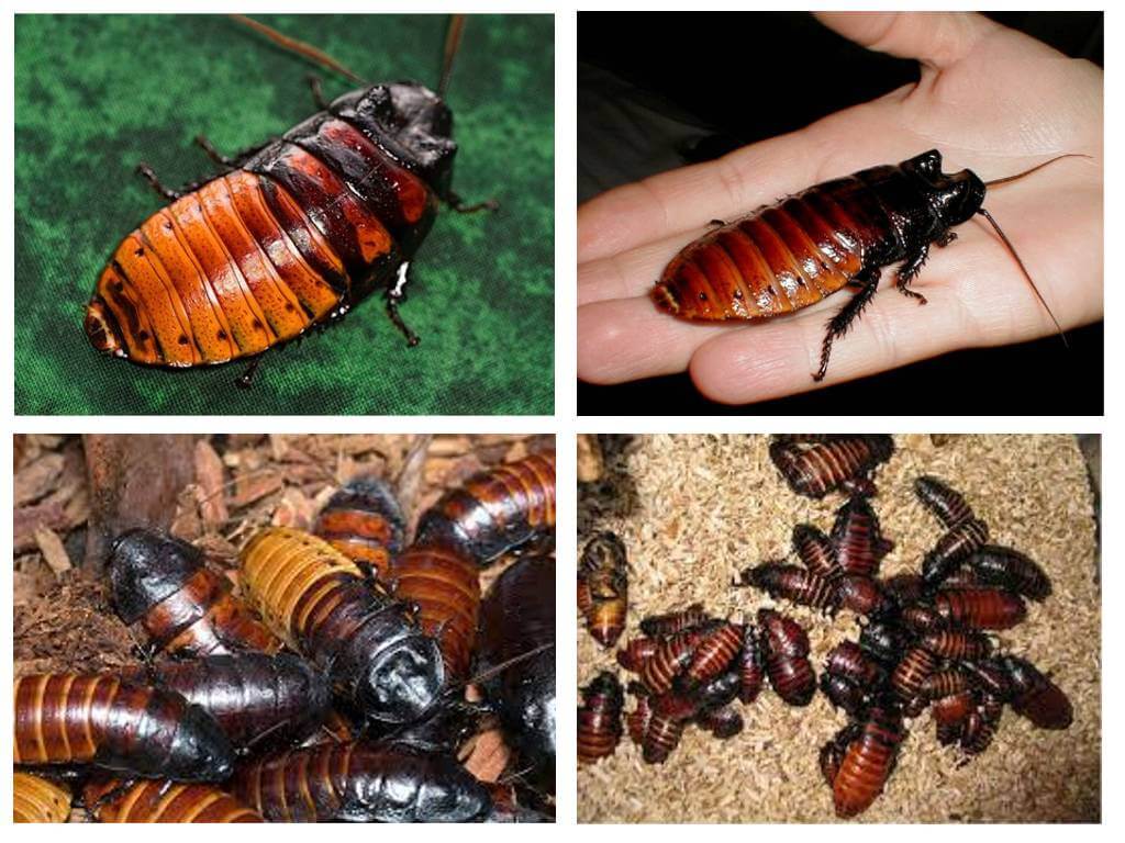 Madagascar cafard sifflant