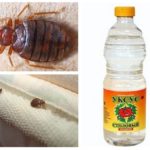 Le vinaigre pour les punaises