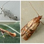 Espèces de mites