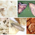 Types de mite alimentaire