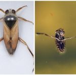 Bug de l'eau