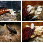 Œufs de Madagascar sifflant cafards