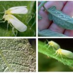 Mouche blanche