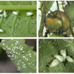 Mouche blanche sur les tomates