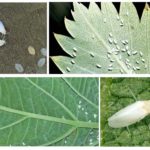 Moucherons blancs en fleurs
