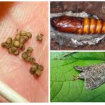Les œufs et les vers à bois sont odorants