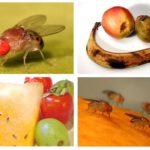 Mouches des fruits
