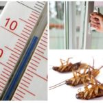 Froid contre les cafards