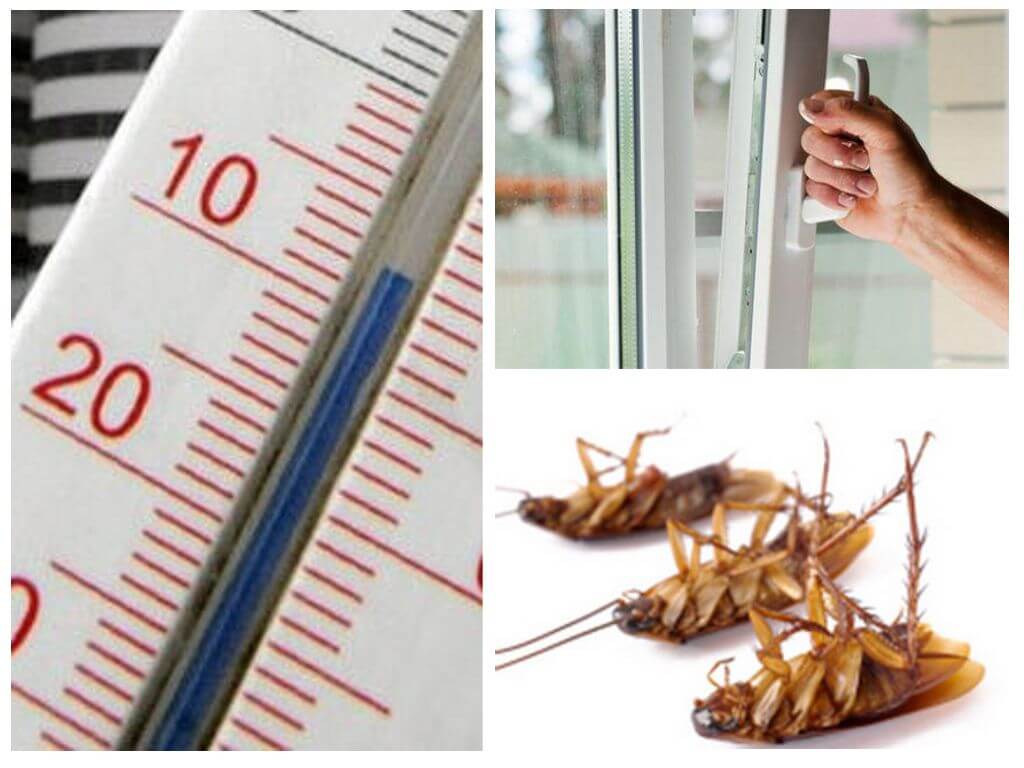 Froid contre les cafards