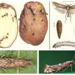 La teigne de la pomme de terre