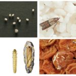 Mites et œufs de mites