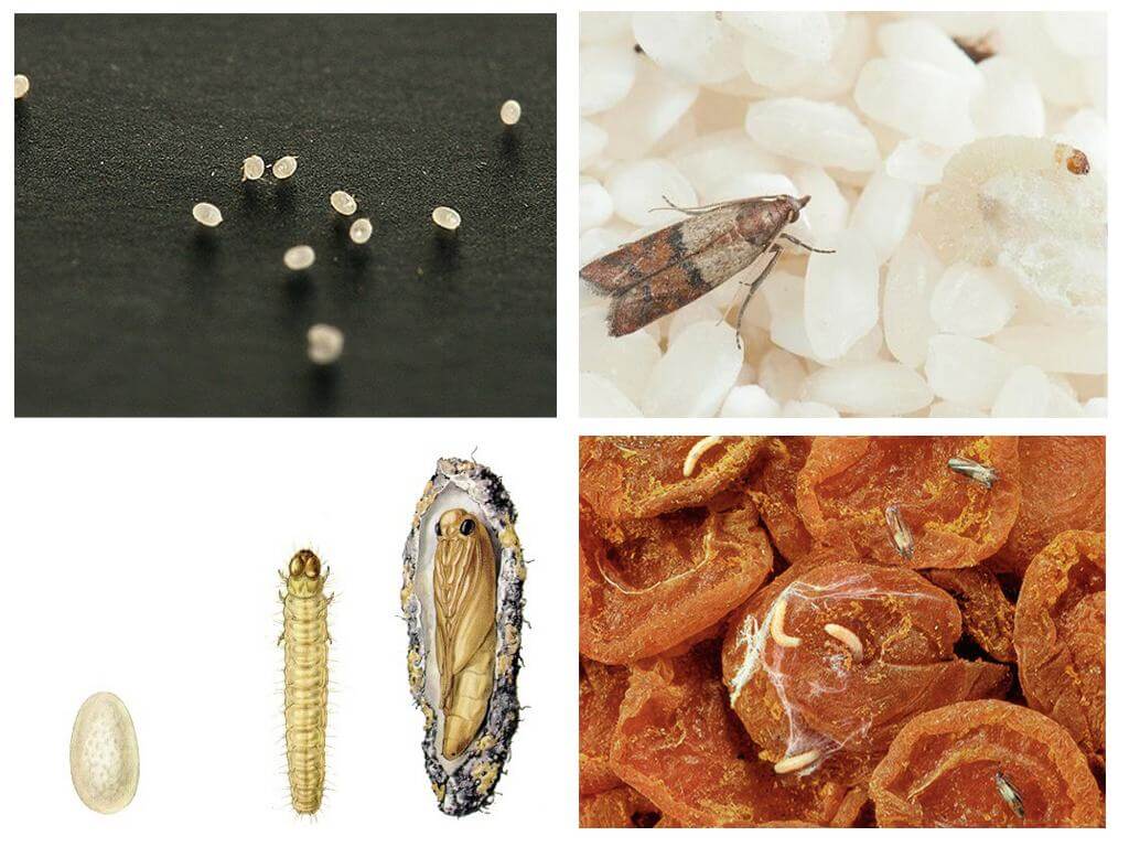 Mites et œufs de mites
