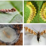 Mite minière