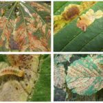 Traces de mites minières