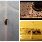 Blackbird dans la salle de bain