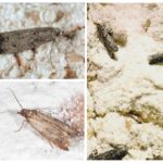 Farine papillon