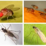 Moucherons et sciriads nutritionnels