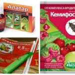 Préparations de Charançon de Fraise