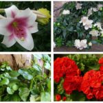 Plantes contre les papillons