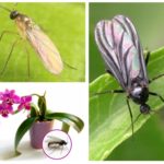 Sciarides chez les orchidées