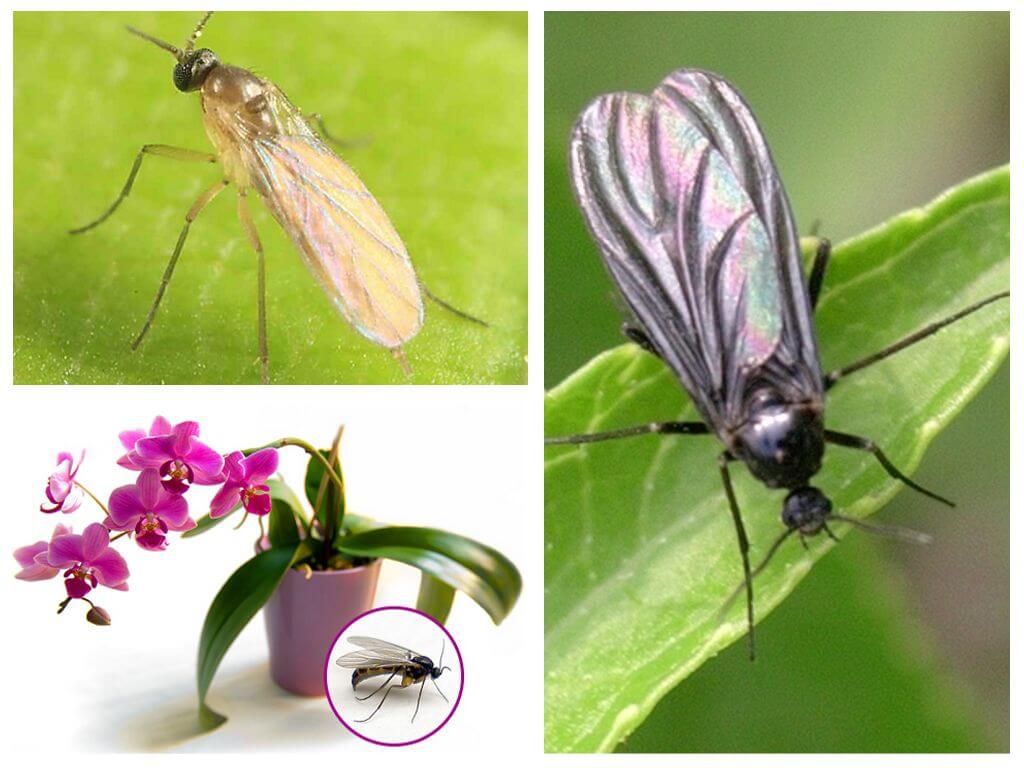 Sciarides chez les orchidées